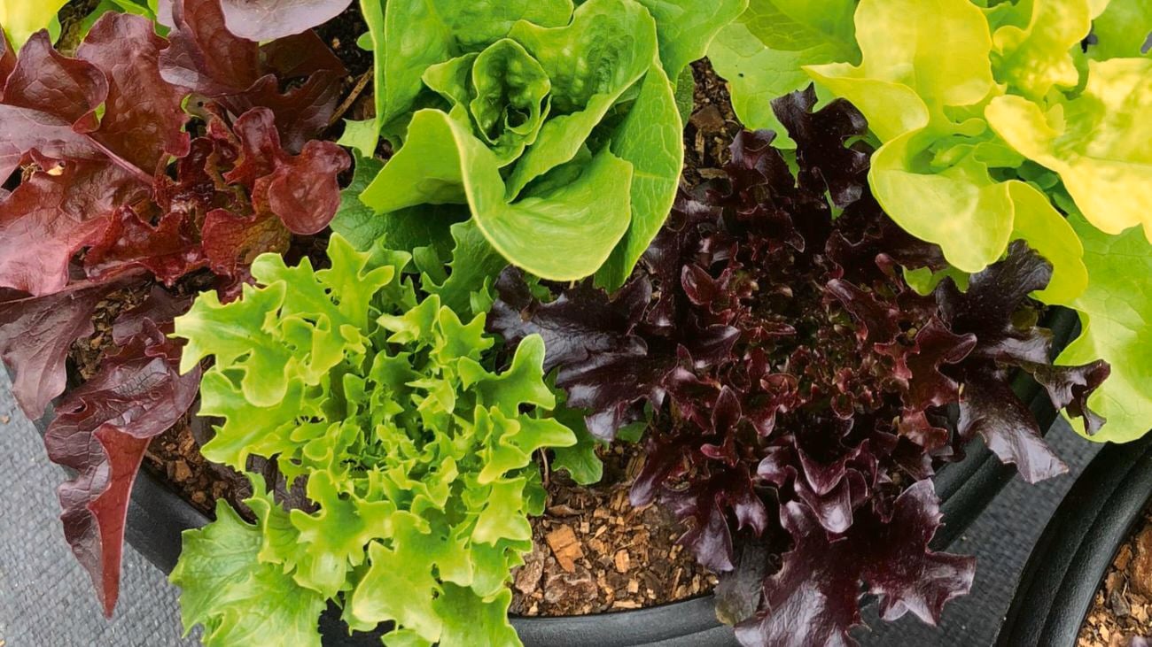 Lettuce plant