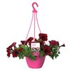 200mm Petunia Berry - Petunia hybrida Hanging Basket