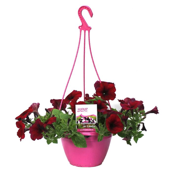 200mm Petunia Berry - Petunia hybrida Hanging Basket