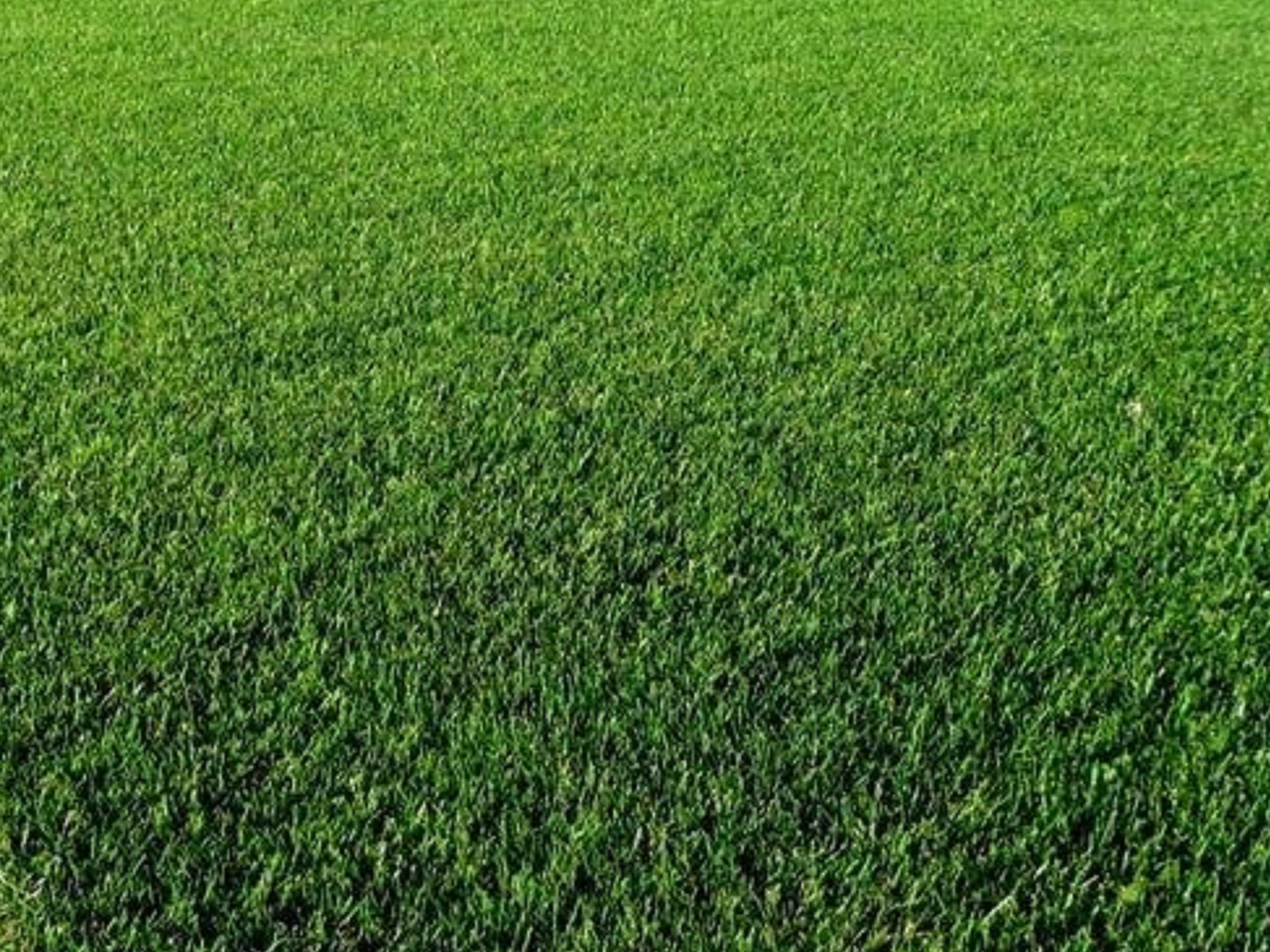Grass Seeds Lawn Seeds Bunnings Australia
