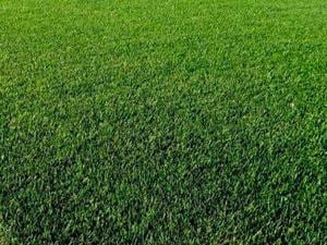 Lawn