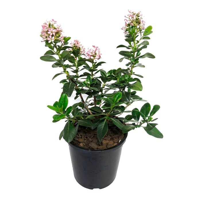 2.4L Escallonia Pink Elle - Escallonia laevis