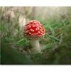 Close-Up Of Toadstool on Grass  Print 100% Australian Made 120 x 90cm  (Stretched)