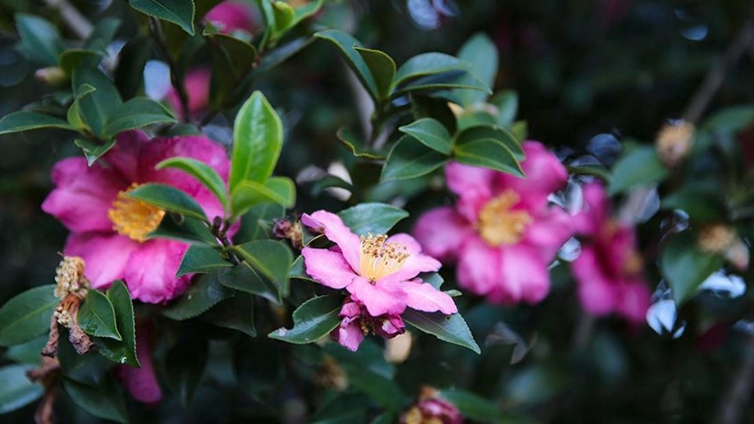 Close up of pink flowers on a bush.