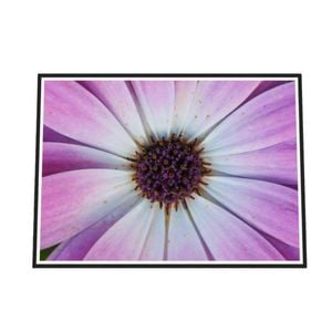 Galrie Vibrant Violet Pollen Fine Art Prints for Home Decor, Black Frame, A1 60 x 84cm (23 x 33inch)