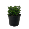 2L Hebe Margret - Hebe hybrid