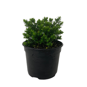 2L Hebe Margret - Hebe hybrid