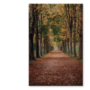 Avenue Covered by Fall Leave View  Print 100% Australian Made 90 x 120cm  (Stretched)