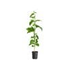 125mm Grafted Panama Red Passionfruit - Passiflora edulius