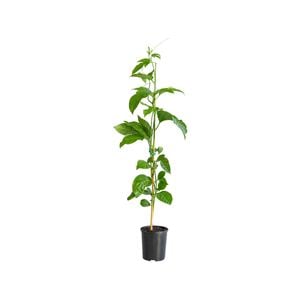 120mm Grafted Panama Red Passionfruit - Passiflora edulius