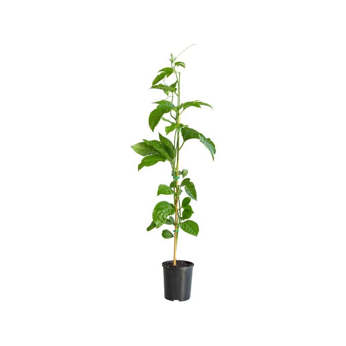 125mm Grafted Panama Red Passionfruit - Passiflora edulius