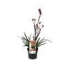 140mm Bush Crystal Kangaroo Paw - Anigozanthos hybrid