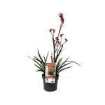140mm Bush Crystal Kangaroo Paw - Anigozanthos hybrid