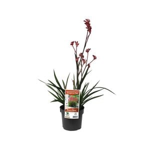140mm Bush Crystal Kangaroo Paw - Anigozanthos hybrid
