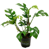 120mm Philodendron Minima - Rhaphidophora tetrasperma