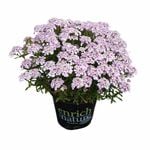 150mm Iberris Pink Ice - Iberris sempervirens