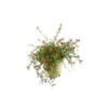 250mm Grevillea - Grevillea fasiculata