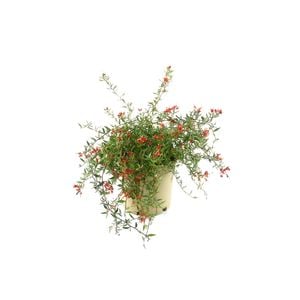 250mm Grevillea - Grevillea fasiculata