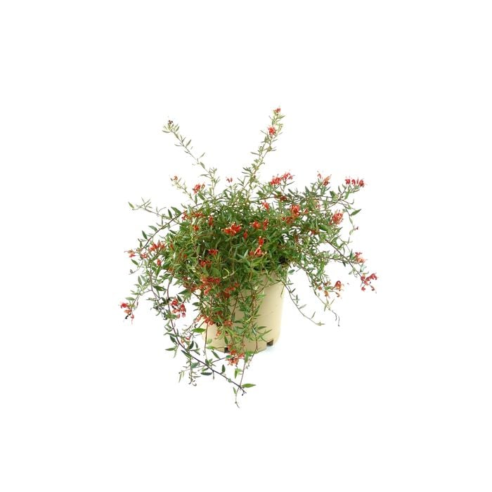 250mm Grevillea - Grevillea fasiculata