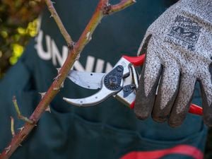 Removing canes crossing over one another using secateurs.