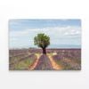 Lavender Row with Almond Tree  Print 100% Australian Made 120 x 90cm  (Stretched)