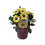 1.5L Blue Eyed Beauty - Osteospermum ecklonis