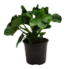 120mm Philodendron Atom - Philodendron