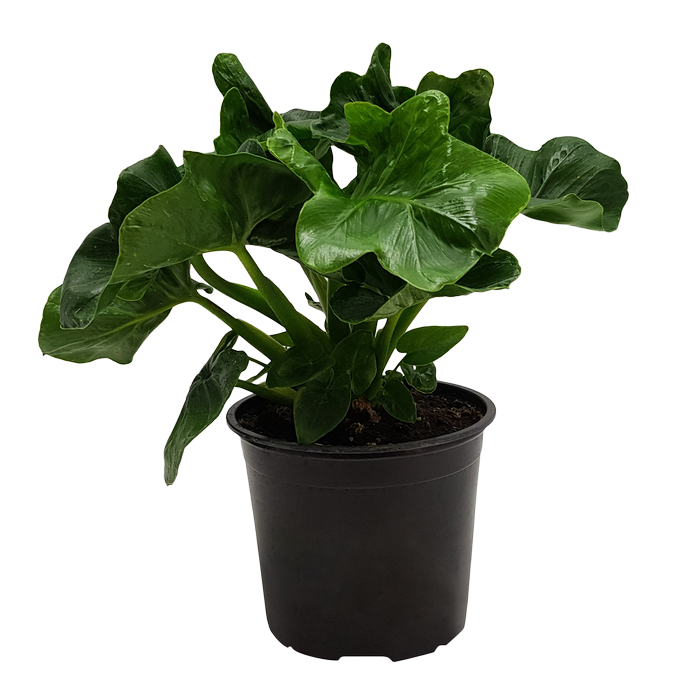 120mm Philodendron Atom - Philodendron