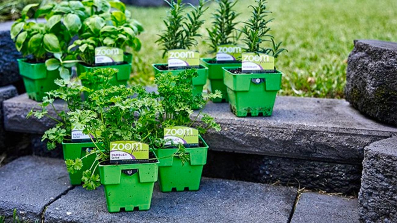 Parsel, basil and rosemary in plastic pots