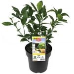 180mm Citrus Dwarf Lemonicious - Citrus meyer