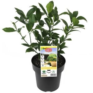 180mm Citrus Dwarf Lemonicious - Citrus meyer