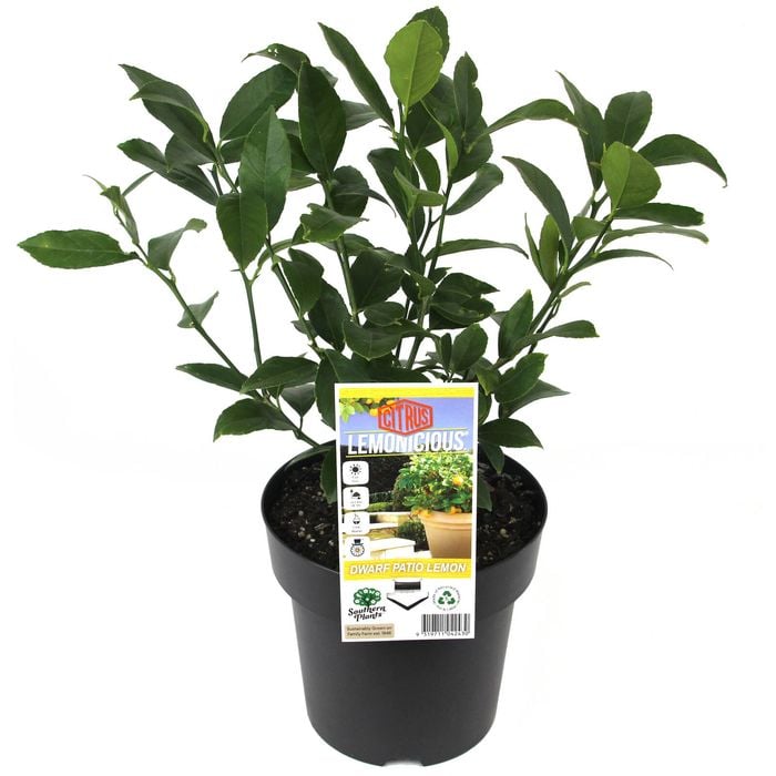 180mm Citrus Dwarf Lemonicious - Citrus meyer