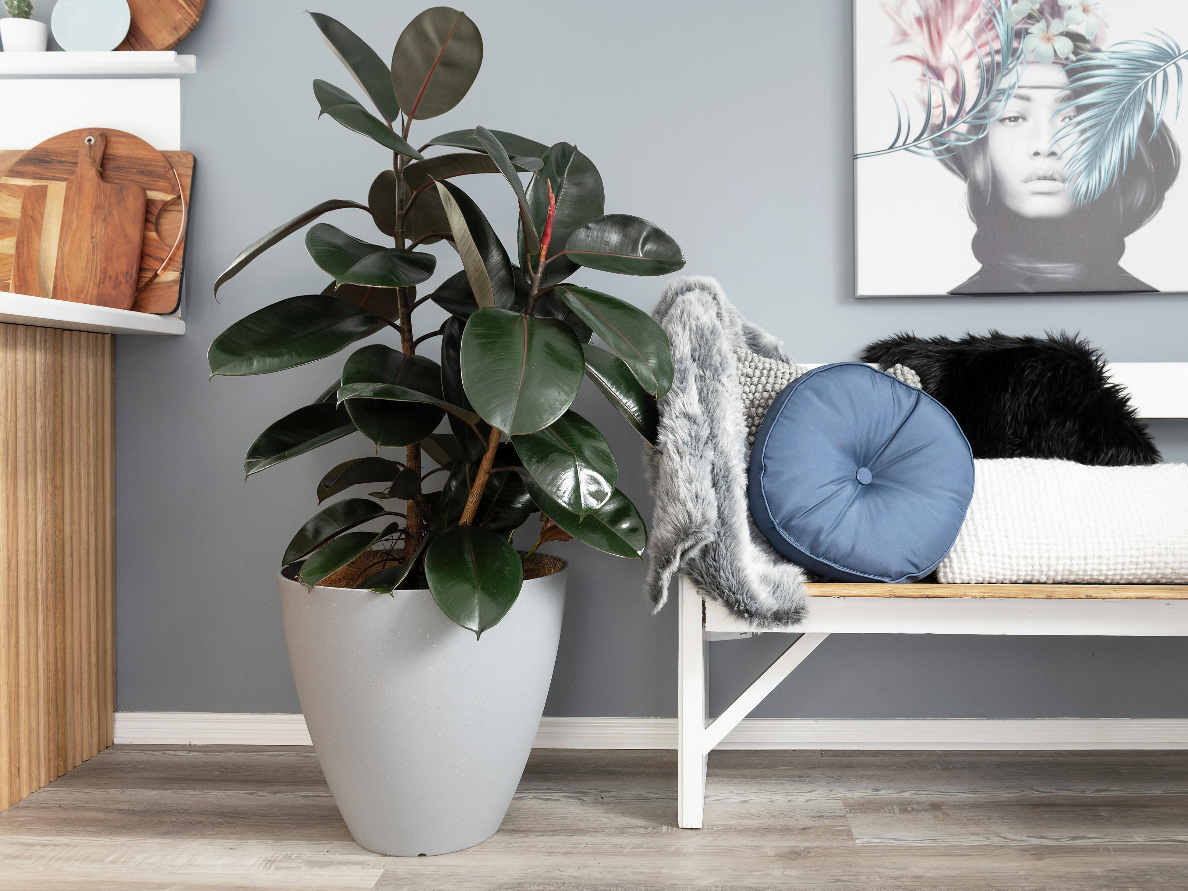 common name of money plant Money Tree 'Guiana Chestnut' Pachira Stump main image 0