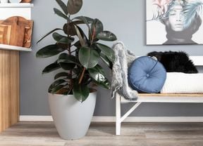DIY Advice Image - How to grow and care for a rubber plant. G Drive blob storage upload.