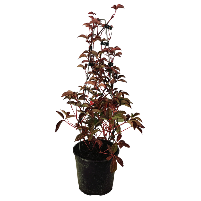 2.5L Parthenocissus Henryana