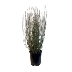 1.9L Oioi - Apodasmia similis
