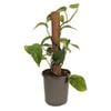 170mm Devils Ivy - Epipremnum aureum