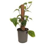 170mm Devils Ivy - Epipremnum aureum