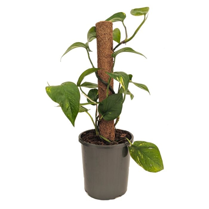 170mm Devils Ivy - Epipremnum aureum