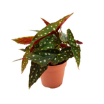 120mm Begonia maculata