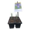 4 Cell Punnet Assorted Dutch Iris - Iris xiphium