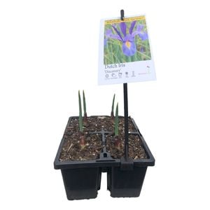 4 Cell Punnet Assorted Dutch Iris - Iris xiphium