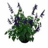 170mm Sage - Salvia hybrid Amistad