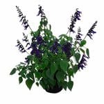 170mm Sage - Salvia hybrid Amistad