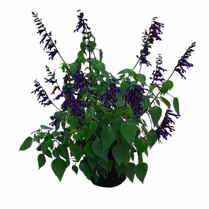 170mm Sage - Salvia hybrid Amistad