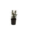 140mm Callistemon Red Alert