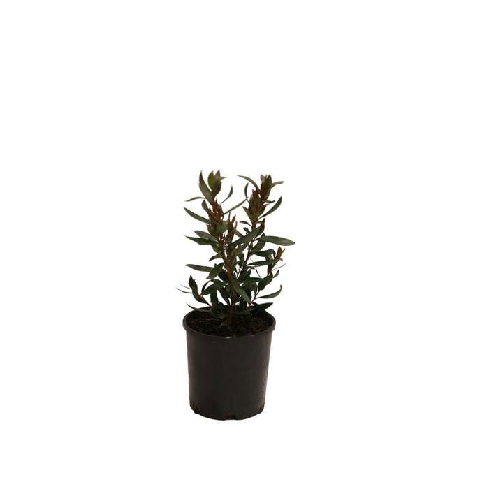 140mm Callistemon Red Alert