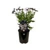 1.5L Cape Daisy Nasinga White - Osteospermum