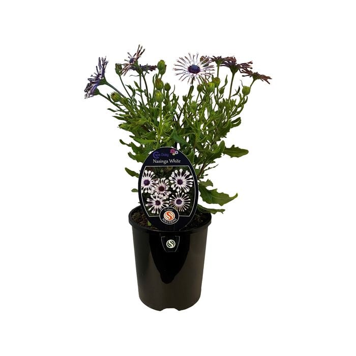 1.5L Cape Daisy Nasinga White - Osteospermum