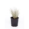 140mm Conostylis Silver Sunrise - Conostylis candicans 'Sliversunrise'